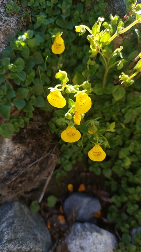 Calceolaria tenella