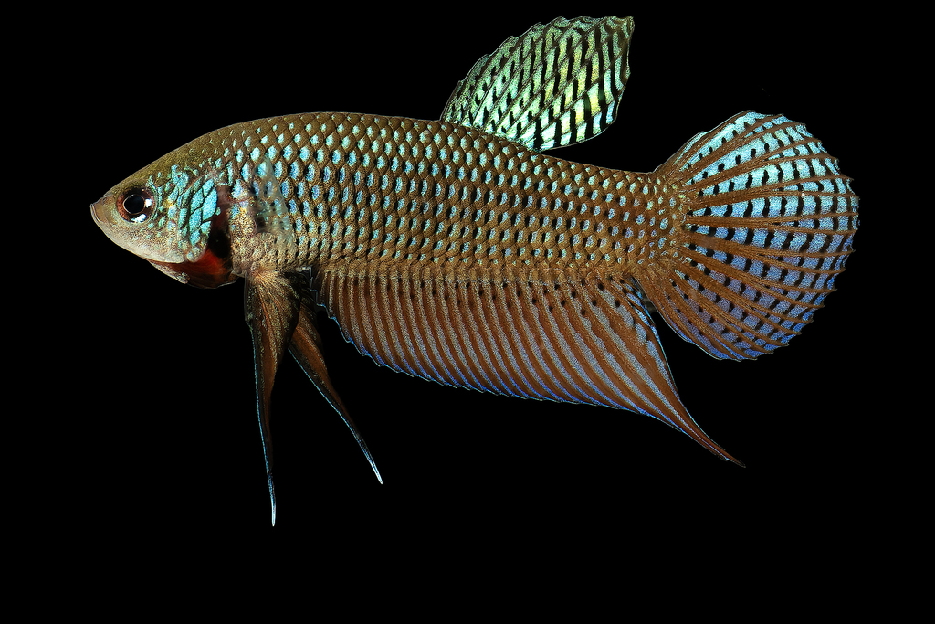 Blue betta (Betta smaragdina) — Osphronemidae