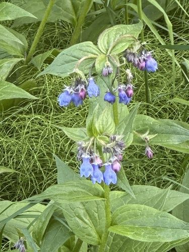 Tall Bluebell