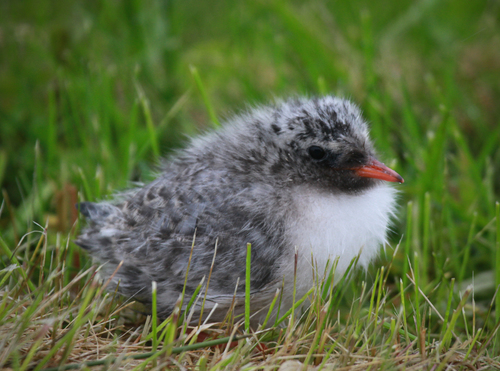 Arctic Tern