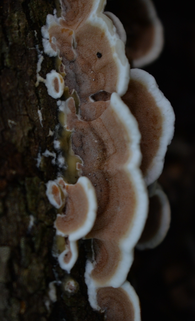 bicoloured bracket · June 2026 · photo: Photo: (c) Ben Gruhot, some rights reserved (CC BY) · iNaturalist