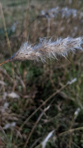 Bothriochloa laguroides, photograph 1