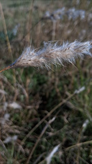 Bothriochloa laguroides