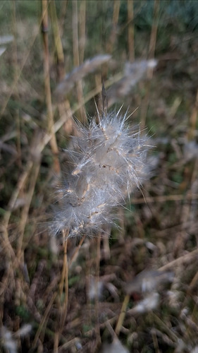 Bothriochloa laguroides, photograph 2
