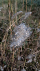 Bothriochloa laguroides, photograph author not stated, no rights reserved