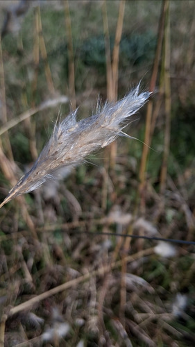 Bothriochloa laguroides, photograph 3