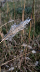 Bothriochloa laguroides, photograph author not stated, no rights reserved