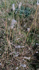 Bothriochloa laguroides, photograph author not stated, no rights reserved
