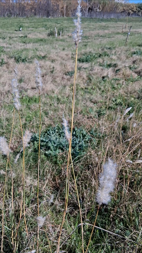 Bothriochloa laguroides, photograph 5