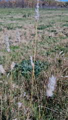 Bothriochloa laguroides, photograph author not stated, no rights reserved
