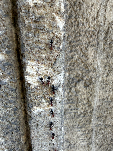 Mediterranean Acrobat Ant
