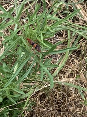 Compsocryptus texensis