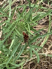 Compsocryptus texensis