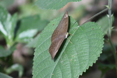 Tanaecia julii odilina