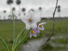 Solanum glaucophyllum