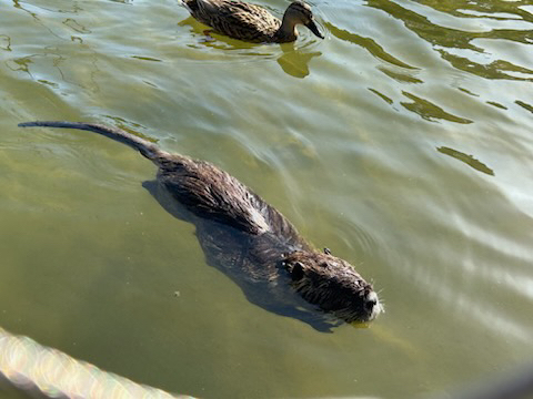 Coypu