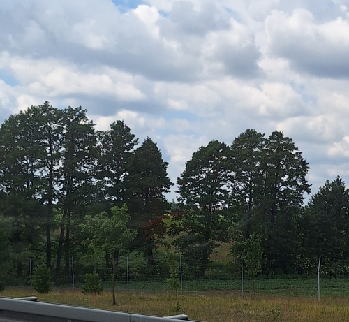 Scots pine