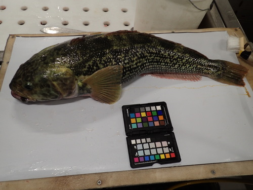 Marbled rockcod (Notothenia rossii) — Nototheniidae — 3
