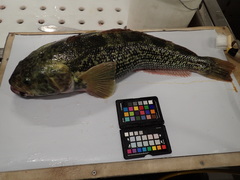 Marbled Rockcod photo 4