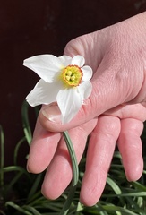 Narcissus poeticus