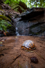 Terrapene carolina carolina