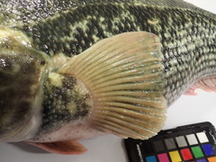 Marbled Rockcod photo 5