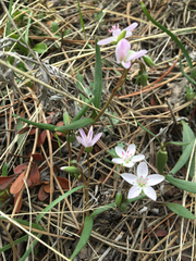 Claytonia rosea