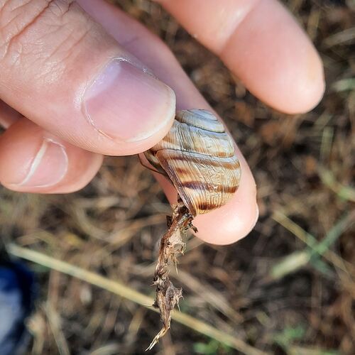 Vineyard Snail