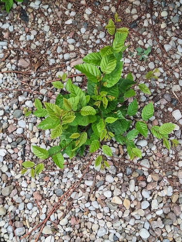 European Hornbeam