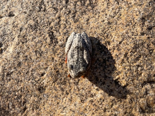 Painted Reed Frog