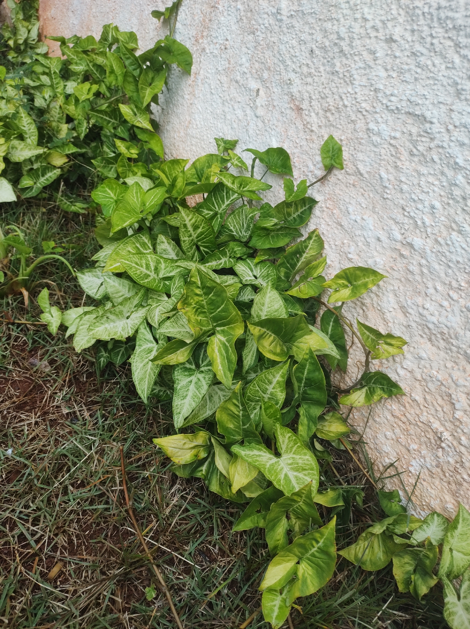 Syngonium podophyllum
