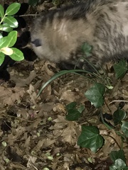Didelphis virginiana