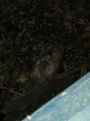 Didelphis virginiana