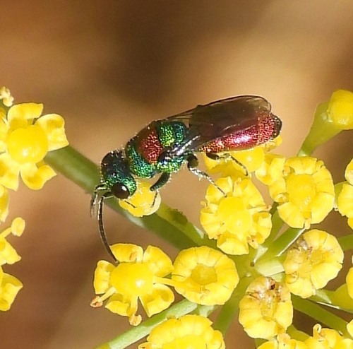 Chrysis succincta