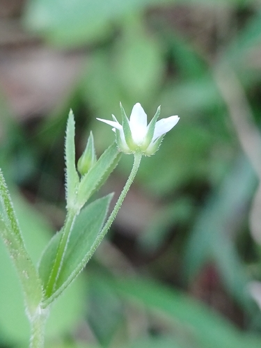 Arenaria lanuginosa, photograph 6