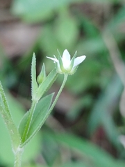 Arenaria lanuginosa, photograph author not stated, no rights reserved