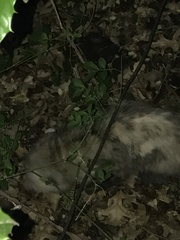 Didelphis virginiana