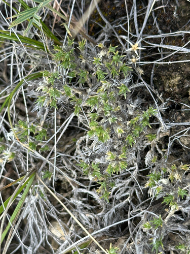 Phlox hoodii, photograph 6