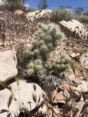 Cylindropuntia multigeniculata