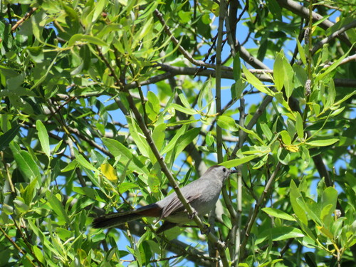 Gray Catbird photographed in Oregon