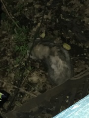 Didelphis virginiana