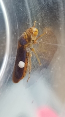 Oncometopia hamiltoni