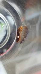 Oncometopia hamiltoni