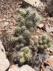 Cylindropuntia multigeniculata