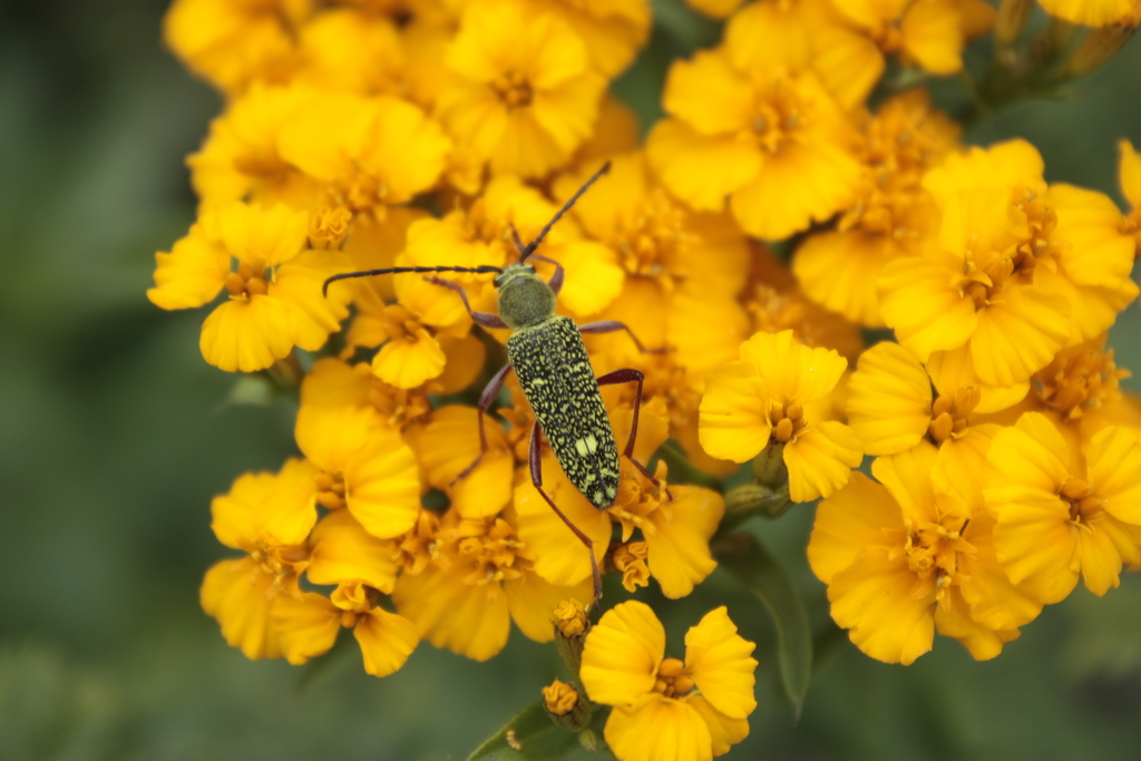 Ochraethes sulphurifer