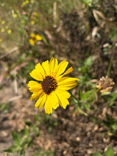 iNaturalist observation photo of California brittlebush