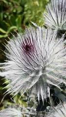 Cirsium occidentale occidentale
