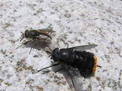 Osca lata