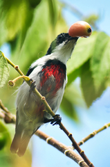 Black-Belted Flowerpecker photo 2