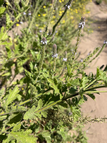 iNaturalist observation photo of western vervain